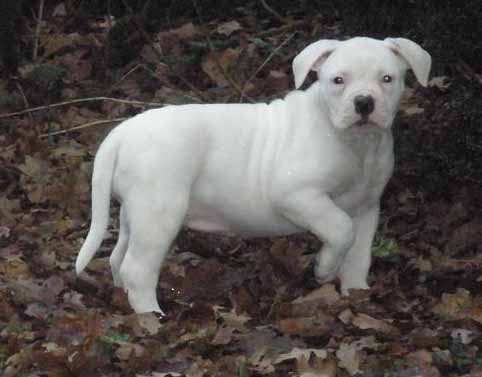 amerikaanse bulldog pup